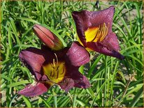 Hemerocallis 'Bela Lugosi'