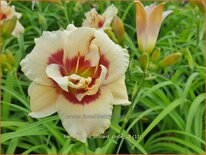 Hemerocallis &#39;Brilliant Circle&#39;