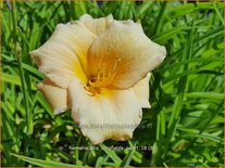 Hemerocallis &#39;Longfields Pearl&#39;