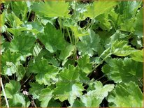 Heuchera sanguinea &#39;White Cloud&#39;