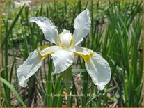 Iris sibirica 'Snow Queen'