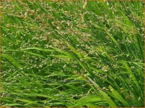 Melica uniflora