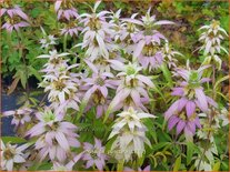 Monarda punctata