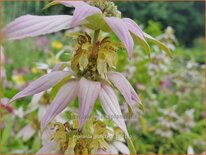 Monarda punctata