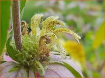 Monarda punctata