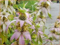 Monarda punctata