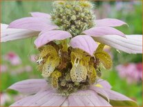 Monarda punctata