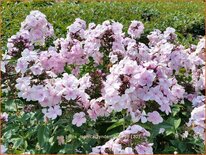 Phlox 'Monica Lynden-Bell'
