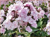 Phlox 'Monica Lynden-Bell'