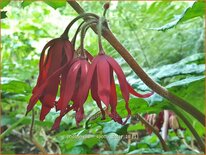 Podophyllum 'Spotty Dotty'