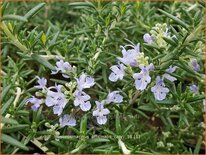 Rosmarinus officinalis &#39;Capri&#39;