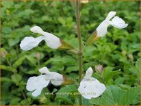 Salvia microphylla &#39;Gletsjer&#39;