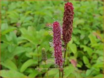 Sanguisorba 'Blackthorn'