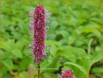 Sanguisorba 'Blackthorn'