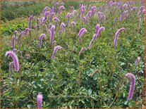 Sanguisorba 'Lilac Squirrel'
