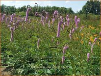 Sanguisorba 'Lilac Squirrel'