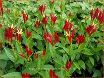 Spigelia marilandica &#39;Little Redhead&#39;