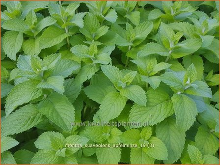 Wohlriechende Minze Mentha suaveolens 'Apfelminze' Rundblättrige