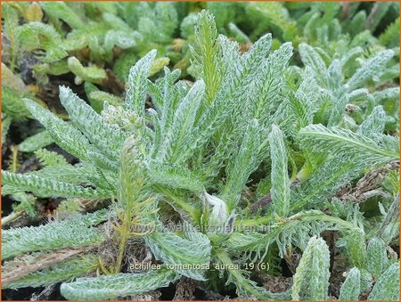 Achillea tomentosa 'Aurea'