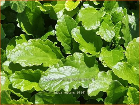 Ajuga reptans