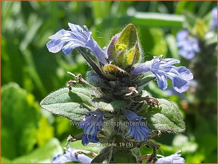 Ajuga reptans