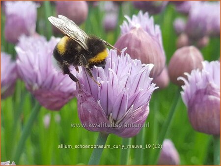 Allium schoenoprasum &#39;Curly Mauve&#39;