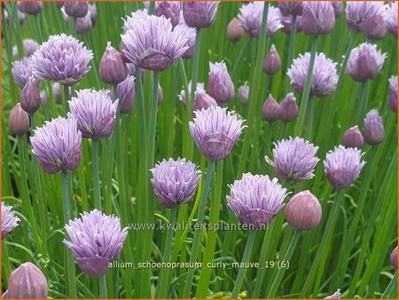 Allium schoenoprasum &#39;Curly Mauve&#39;