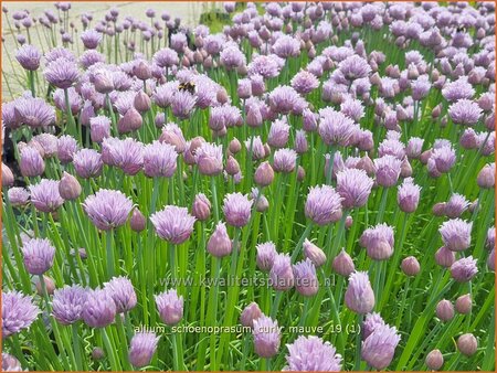 Allium schoenoprasum &#39;Curly Mauve&#39;