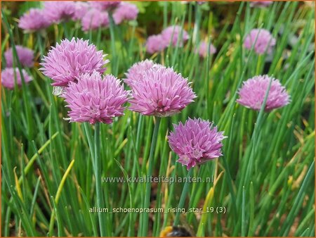 Allium schoenoprasum &#39;Rising Star&#39;