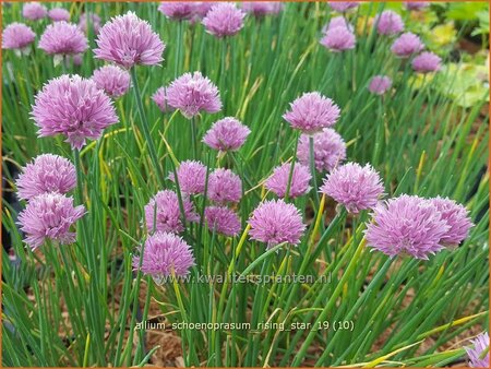 Allium schoenoprasum &#39;Rising Star&#39;