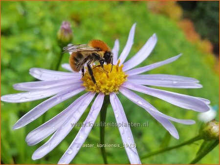 Aster koraiensis