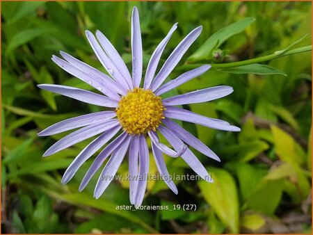 Aster koraiensis