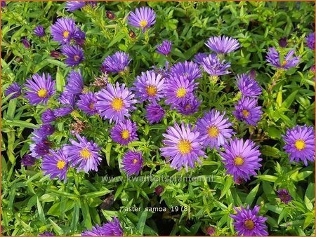 Aster &#39;Samoa&#39;