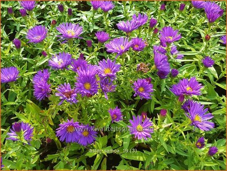 Aster &#39;Samoa&#39;