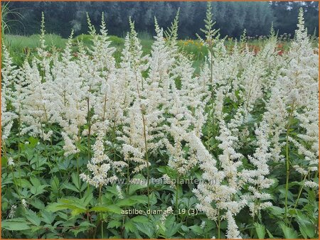 Astilbe &#39;Diamant&#39;