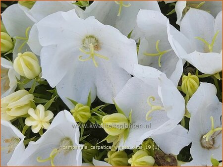 Campanula carpatica &#39;Weiße Clips&#39;