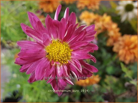Chrysanthemum &#39;Oury&#39;