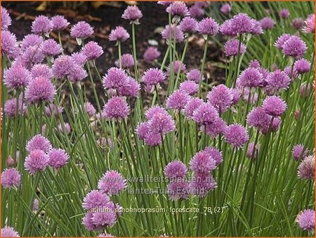 Allium schoenoprasum &#39;Forescate&#39;