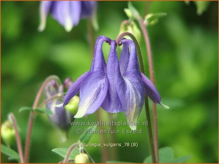 Aquilegia vulgaris