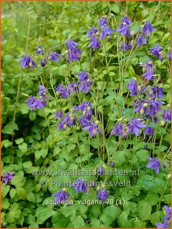 Aquilegia vulgaris