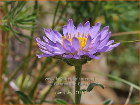 Aster alpinus