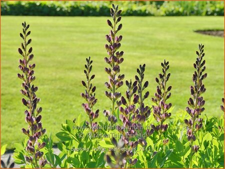 Baptisia &#39;Twilite Prairieblues&#39;