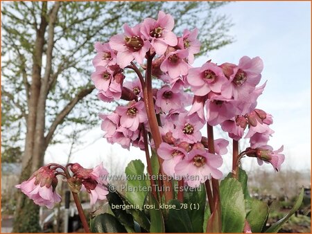 Bergenia &#39;Rosi Klose&#39;