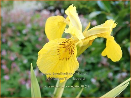 Iris pseudacorus 'Variegata'