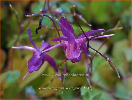 Epimedium grandiflorum &#39;Shiho&#39;