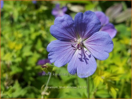 Geranium 'Blue Sunrise'