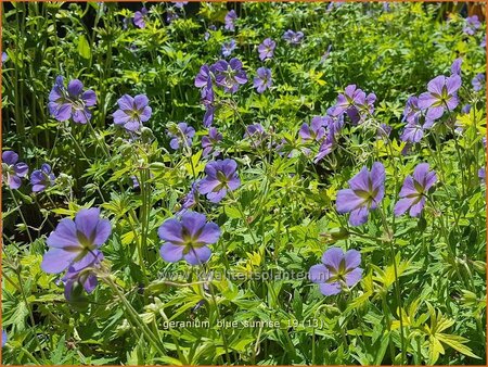 Geranium 'Blue Sunrise'