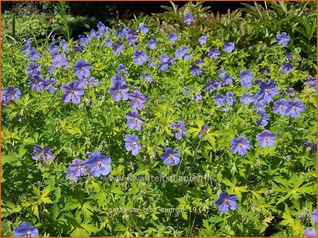 Geranium 'Blue Sunrise'