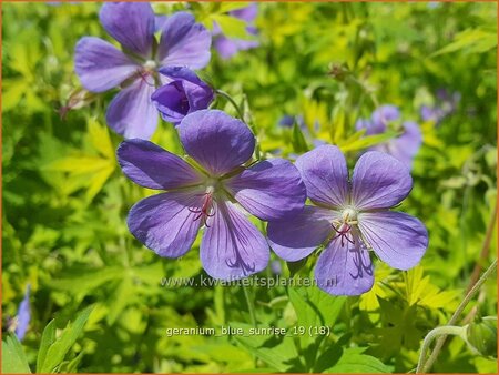 Geranium 'Blue Sunrise'