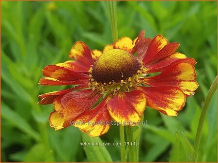 Helenium &#39;Can Can&#39;